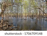 Flooded forest in the spring at river edge park