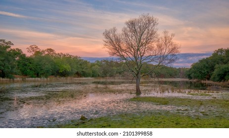 A Flooded Lake Bed With A Bare Tree At Sunrise In Rural Mississippi.