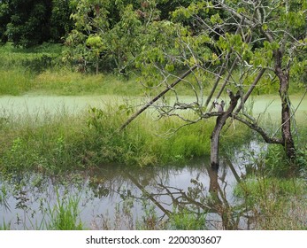 Flooded Longan Orchard With Unhealthy Looking Tree In Foreground With Long Grass And Flood Water.     