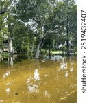 Flooded louisiana street after hurricane with trees and houses