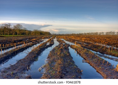 Flooded maize field