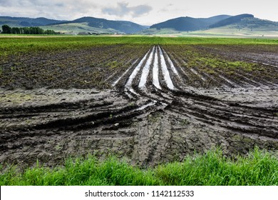 Flooded Potato Field.
Agriculture ground after rain under water. Flooded agriculture fields.
