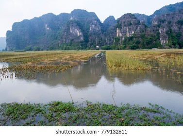 Flooded rice fields