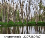 flooded timber dreid up and green grass growing with trees reflecting on the river bark river wisconsin 