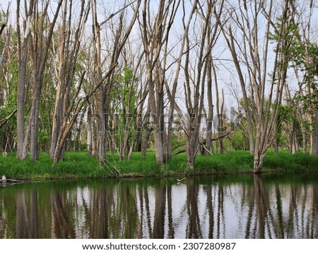 flooded timber dreid up and green grass growing with trees reflecting on the river bark river wisconsin 