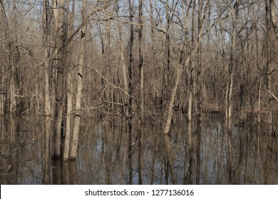 Flooded Trees In The Sabine River Flood Plain