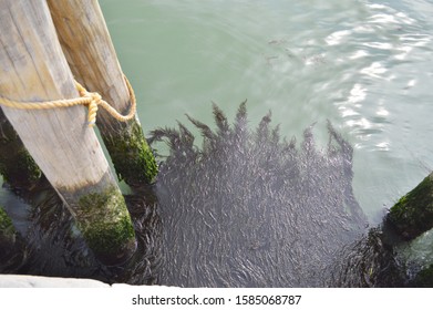 Flooded Water In Venice, Italy, Seaweed Beneath The Famous Canals, Venice Is Sinking, Closeup Shot Of Under The Water