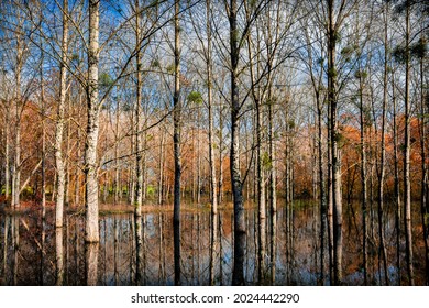 Flooded Woodland In The Pyrenees Atlantic