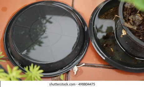 Flooding In The Black Base Of Flower Pot With Refection Of Water And Small Plant Nearby