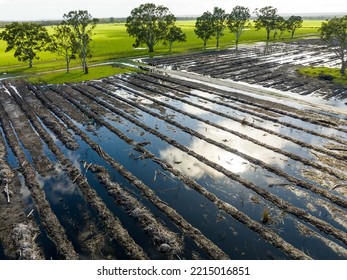 Flooding In A Blue Gum Plantation In Mounds Of Trees. Deforestation Of A Forrest In The Bush In Australia 