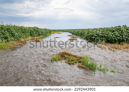 Flooding rain water flowing through soybean field waterway. Farming, climate change, and erosion control concept.