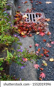 Flooding Threat, Fall Leaves Clogging A Storm Drain On A Wet Day, Street And Curb
