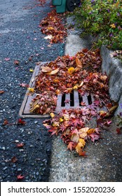 Flooding Threat, Fall Leaves Clogging A Storm Drain, Street, Curb, Garden, Yard Waste Container
