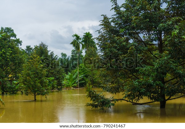 Flooding water in rural durian fruit tree\
plantation, Thailand