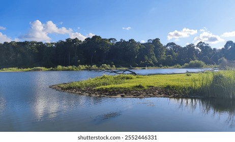Floodplain forest Protected area Igneada Longoz National Park. Kırklareli city Turkey (İğneada, igneada, demirköy, demirkoy, Kırklareli, kirklareli, Bulanik Deresi)