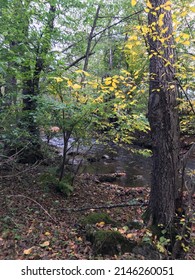 Floodplain Forests Exist On Higher-order Streams And On Rivers. They Are Most Common In Regions Where Precipitation Exceeds Evapotranspiration Although In Drier 