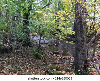 Floodplain Forests Exist On Higher-order Streams And On Rivers. They Are Most Common In Regions Where Precipitation Exceeds Evapotranspiration Although In Drier 