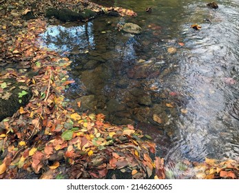 Floodplain Forests Exist On Higher-order Streams And On Rivers. They Are Most Common In Regions Where Precipitation Exceeds Evapotranspiration Although In Drier 