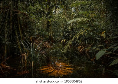 In The Floodplain Forests Of The Peruvian Amazon