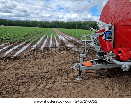 floods in fields destroy cabbage crop. rows of plant heads that have been damaged by standing water in puddle can be seen. compacted soil with heavy tractors will not allow flooding. vegetable