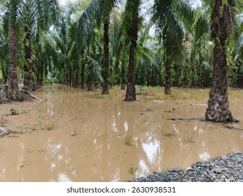 Floods hit oil palm plantations