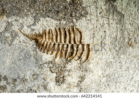 Similar – Image, Stock Photo Go waltzing Mathilda with me