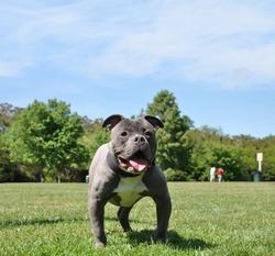 Floppy Ear Purebred Blue Nose American Bully Puppy Standing With Mouth Open On Grass At Dog Friendly Gardiner County Park In Bay Shore New York