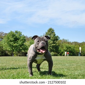 Floppy Ear Purebred blue nose American bully puppy standing with mouth open on grass at dog friendly Gardiner County Park in Bay Shore New York - Shutterstock ID 2127500102