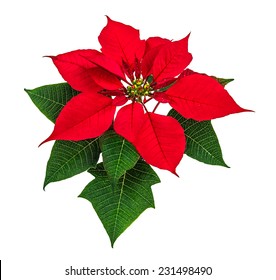 86 Flor nochebuena: foto stock, immagini e foto | Shutterstock