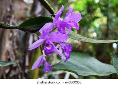 71 Orquídea Morada Stock Photos, Images & Photography | Shutterstock