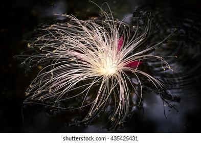 Flora