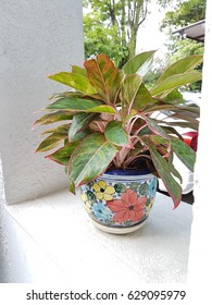 flora