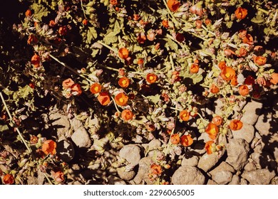 Flora in Bloom in the Desert