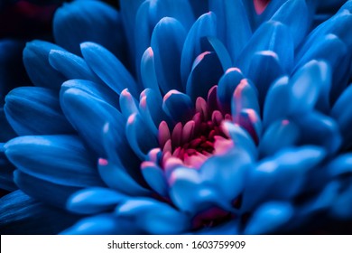 Flora, branding and love concept - Blue daisy flower petals in bloom, abstract floral blossom art background, flowers in spring nature for perfume scent, wedding, luxury beauty brand holiday design