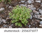 Flora of Chukotka: a clump of Ledge stonecrop (Rhodiola integrifolia) growing on the stony coast of the Bering Sea, Beringia National Park, Chukotka, Russian Far East