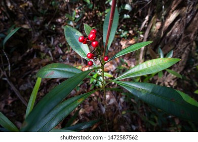 Download 9900 Koleksi Gambar Fauna Negara Brunei Darussalam Keren HD