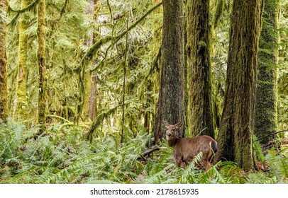 Flora and fauna of the rainforest. Fawn in forest. Cute fawn in rainforest. Forest nature scene - Shutterstock ID 2178615935