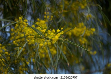 Flora Of Gran Canaria - Acacia Saligna, Golden Wreath Wattle, Introduced And Invasive Species, Natural Macro Floral Background
