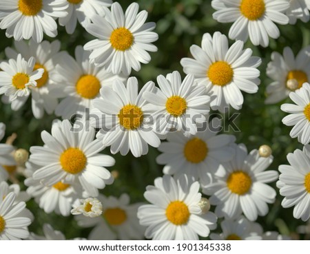 Flora of Gran Canaria -  Argyranthemum, marguerite daisy endemic to the Canary Islands
