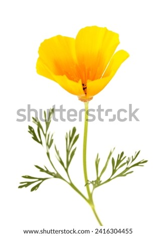 Flora of Gran Canaria - bright yellow and orange californian poppy isolated on white