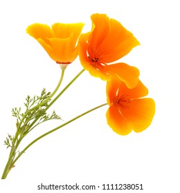 Flora of Gran Canaria - California poppy isolated on white