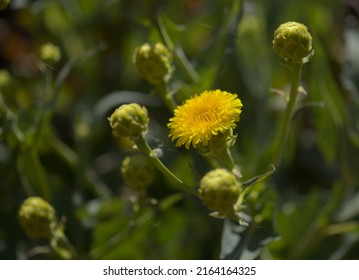 Flora Of Gran Canaria - Flowering Plant In Asteraceae Family, Probably Sventenia Bupleuroides, 
Endemic To The Island And In Danger Of Extinction, Natural Macro Floral Background