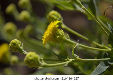 Flora Of Gran Canaria - Flowering Plant In Asteraceae Family, Probably Sventenia Bupleuroides, 
Endemic To The Island And In Danger Of Extinction, Natural Macro Floral Background