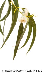 Flora Of Gran Canaria - Flowers Of Eucalyptus Globulus, Tasmanian Bluegum, Isolated On White