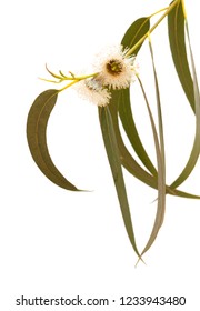 Flora Of Gran Canaria - Flowers Of Eucalyptus Globulus, Tasmanian Bluegum, Isolated On White 