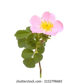 Flora of Gran Canaria - Rosa canina,  dog rose