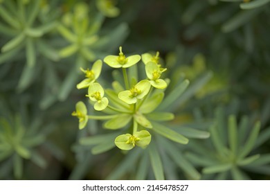 Flora of Gran Canaria -  small green yellow flowers of Euphorbia regis-jubae, 
King Juba's Euphorbia, spurge native to Canary Islands

