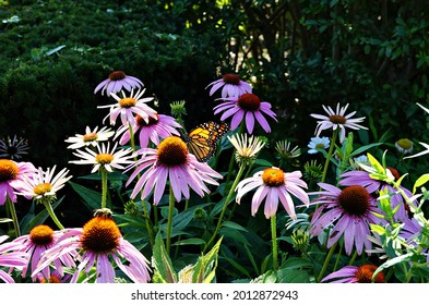 Flora And Insects At Edwards Gardens