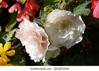 Flora And Insects At Edwards Gardens