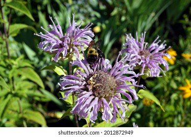 Flora And Insects At Edwards Gardens